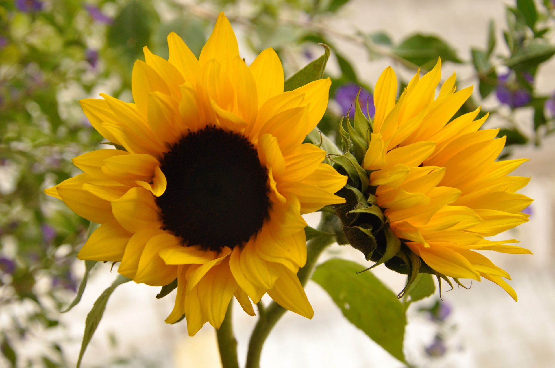 HD PC desktop wallpaper featuring vibrant yellow sunflowers against a soft-focus natural background.