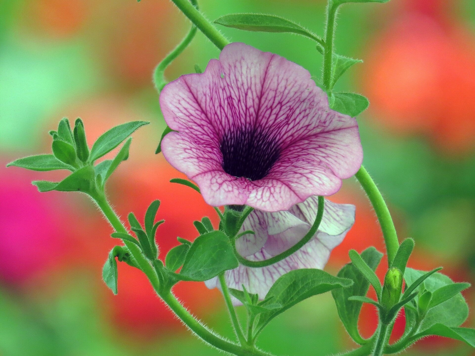 A vibrant close-up of a pink flower with dark veins, surrounded by lush green leaves, set against a soft-focus colorful background, showcasing nature's beauty in this HD desktop wallpaper.
