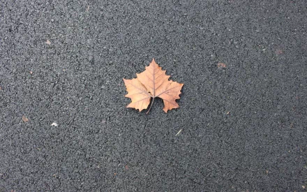 A single dry leaf rests on a textured asphalt surface, capturing a moment of nature's beauty. This HD image serves as a striking desktop wallpaper and background.