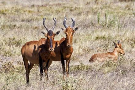 A HD PC desktop wallpaper featuring three hartebeests, wild antelopes, standing in a dry grassland.