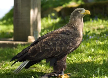 A white-tailed eagle stands on grass in a sunlit natural setting, captured in HD for a PC desktop wallpaper and background.