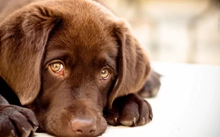 Close-up of a brown-eyed Labrador Retriever pup staring intently, capturing a tender moment. HD desktop wallpaper and background.