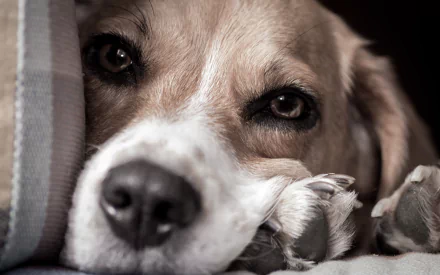 A close-up of a beagle resting its head on a cozy surface, showcasing its expressive eyes and gentle features. This HD image serves as a captivating desktop wallpaper.