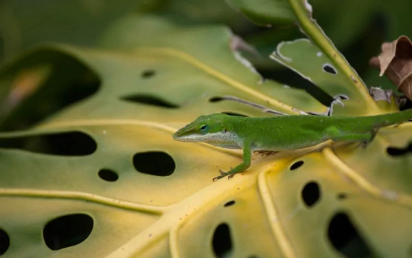 HD desktop wallpaper featuring a vibrant green anole resting on a large, perforated tropical leaf.