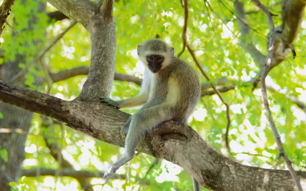 HD PC desktop wallpaper featuring a vervet monkey sitting on a tree branch surrounded by lush green leaves.