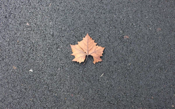 A single dry leaf rests on a textured asphalt surface, capturing a moment of nature's beauty. This HD image serves as a striking desktop wallpaper and background.