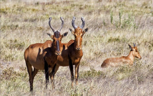 A HD PC desktop wallpaper featuring three hartebeests, wild antelopes, standing in a dry grassland.