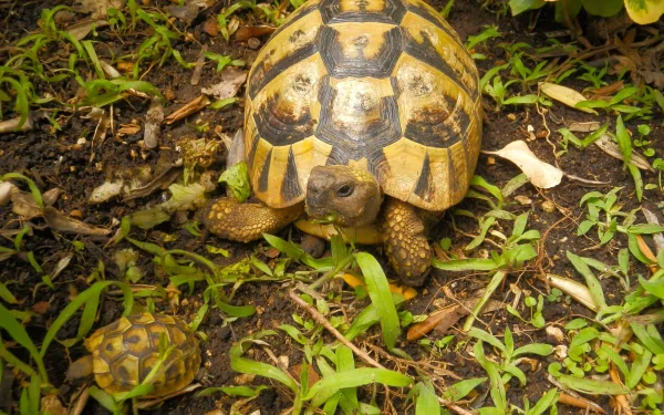 A high-definition desktop wallpaper featuring a turtle exploring a grassy area, showcasing its intricate shell patterns and surroundings.