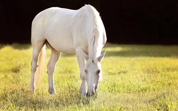 HD desktop wallpaper featuring a white horse grazing peacefully on a sunlit grassy field, showcasing natural beauty and calmness.