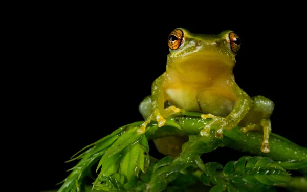 HD desktop wallpaper featuring a close-up of a vibrant green tree frog perched on lush green leaves against a black background.