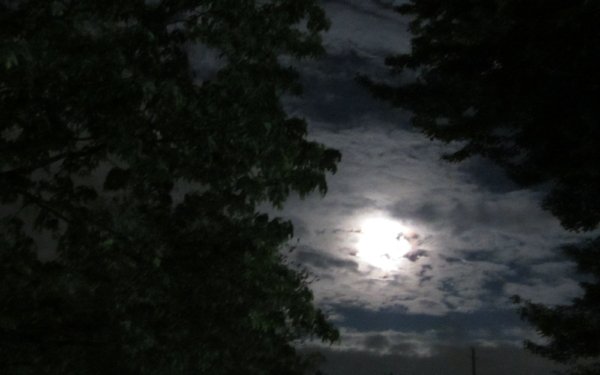 night tree cloud nature moon HD Desktop Wallpaper | Background Image