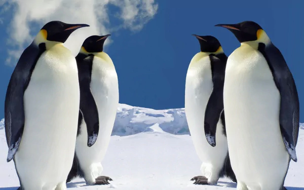 Animal emperor penguin HD Desktop Wallpaper | Background Image
