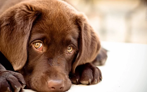Close-up of a brown-eyed Labrador Retriever pup staring intently, capturing a tender moment. HD desktop wallpaper and background.