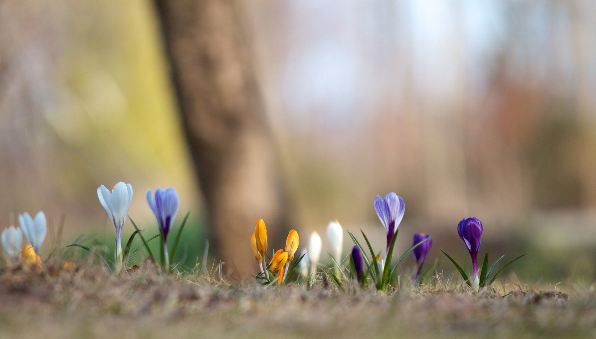 A vibrant display of crocus flowers in various colors, set against a softly blurred natural background. This HD image captures the essence of spring and the beauty of nature.