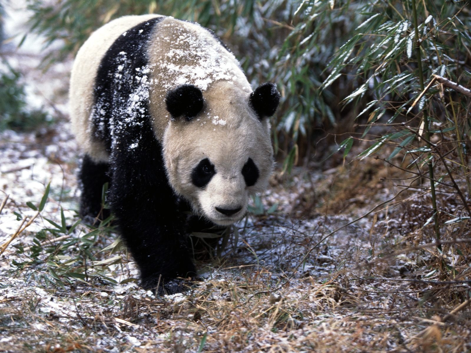 HD PC desktop wallpaper: a giant panda (animal) walking through light snow among bamboo, its black-and-white fur dusted with flakes on a forest-floor background.