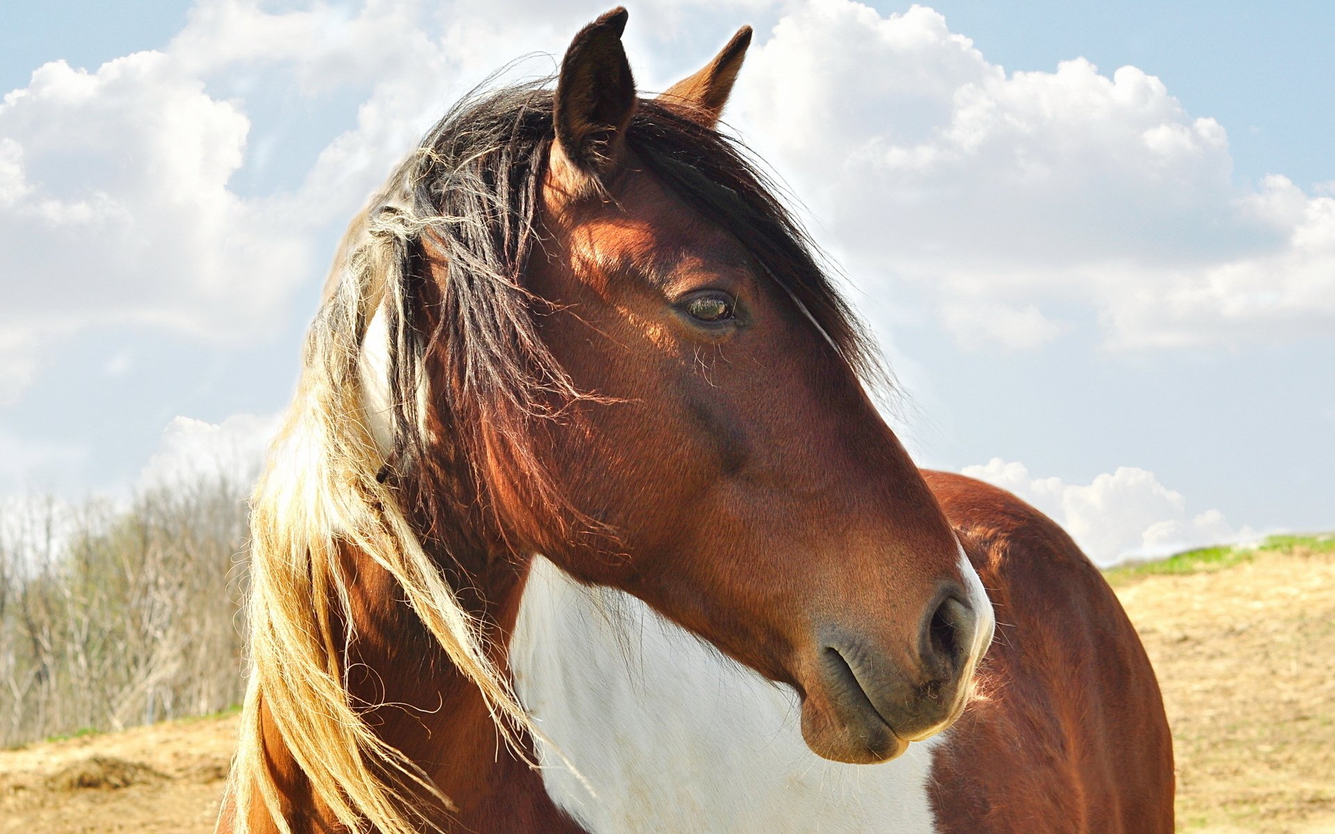 A stunning horse with a flowing mane stands against a backdrop of soft clouds, creating a serene atmosphere for this HD PC desktop wallpaper and background.