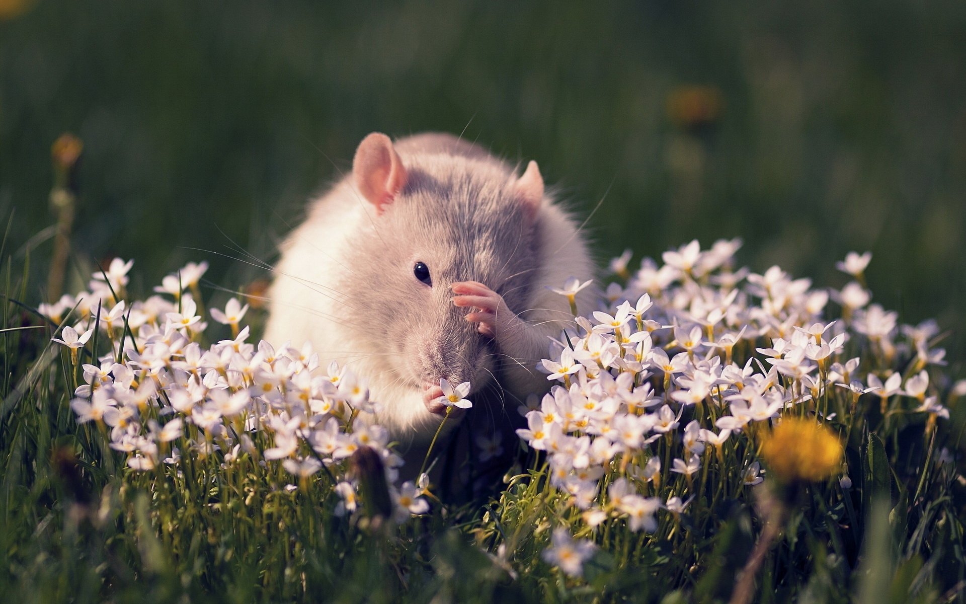 HD PC desktop wallpaper/background — a fluffy mouse nibbling among white wildflowers in a sunlit grassy meadow.