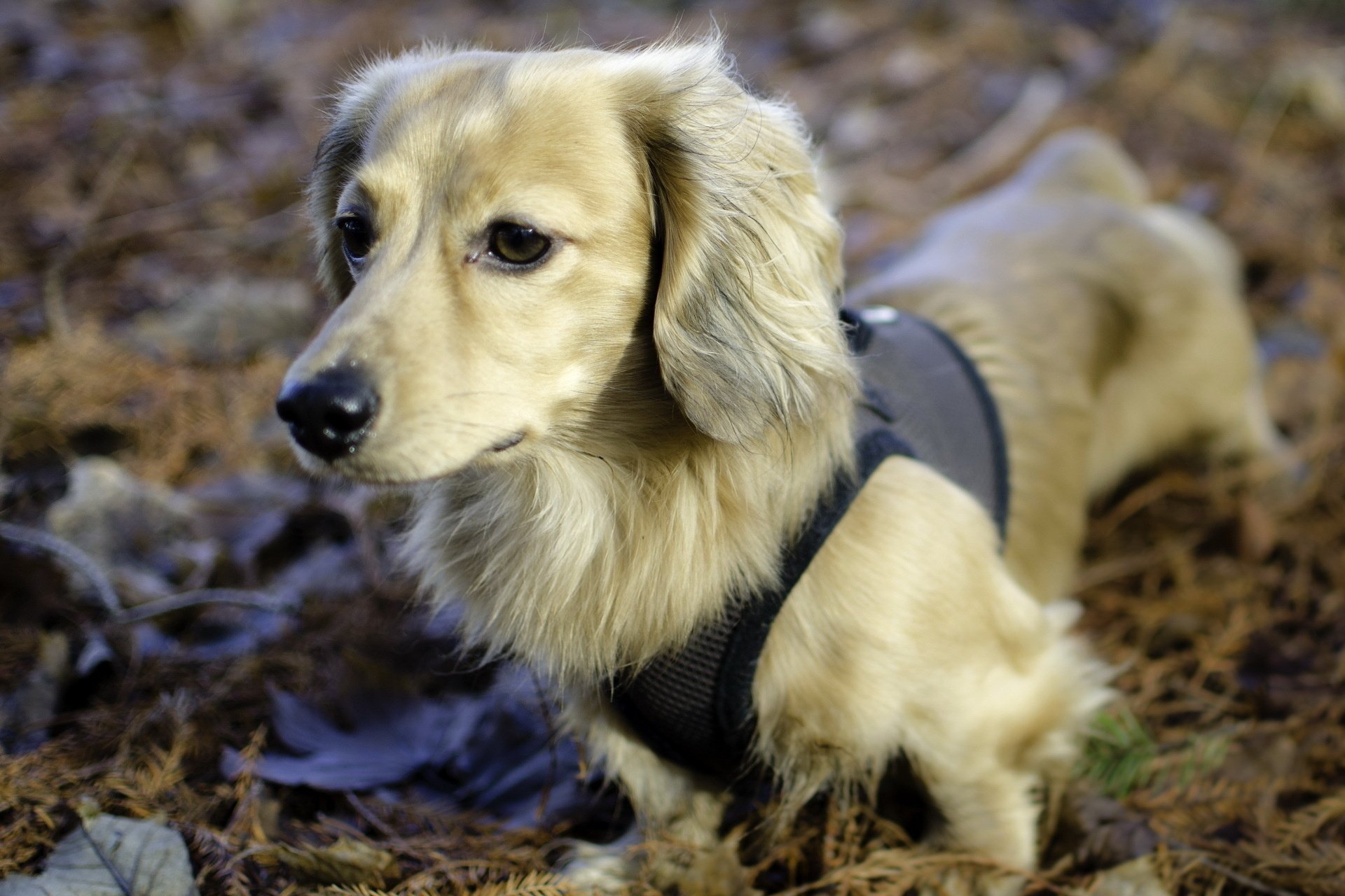 A close-up of a golden dog wearing a black harness, set against a backdrop of fallen leaves, serving as an HD PC desktop wallpaper and background.