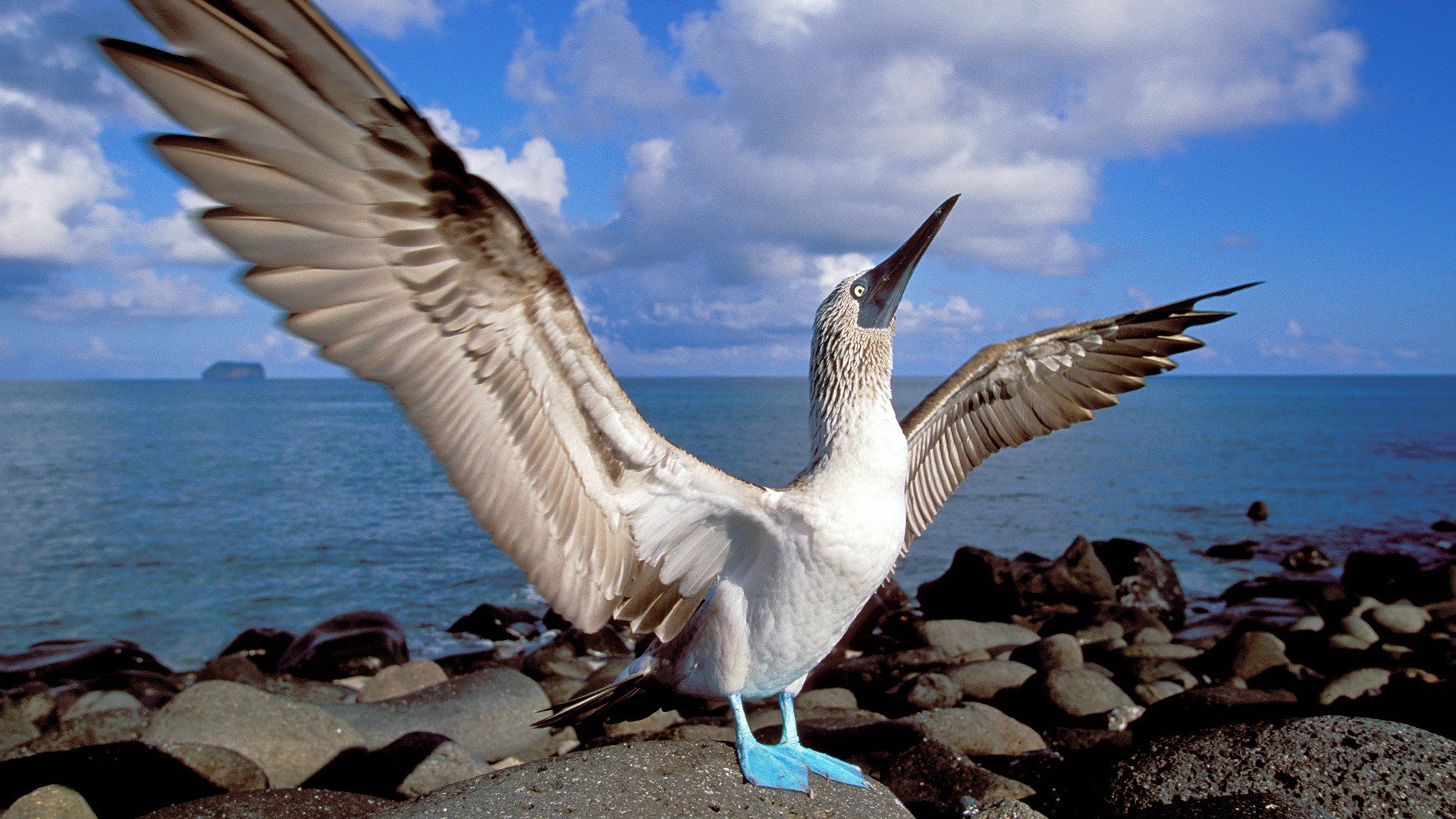Download Bird Animal Blue-footed Booby HD Wallpaper