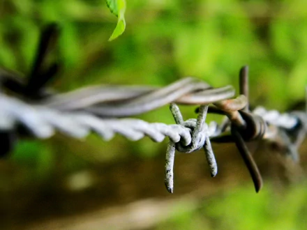  Barbed Wire
