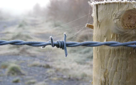 HD desktop wallpaper featuring a close-up of barbed wire attached to a wooden post with a frosty background.