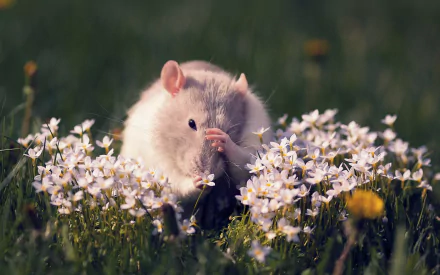 Animal mouse HD Desktop Wallpaper | Background Image