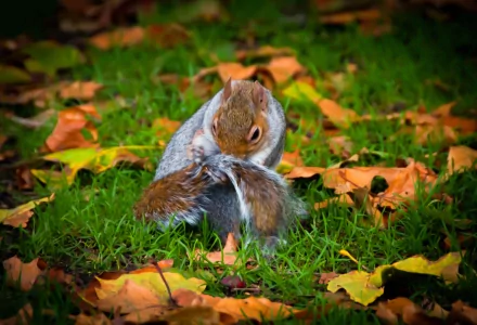  Hyde Park Squirrel 3