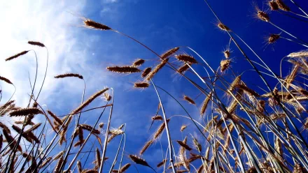 nature wheat HD Desktop Wallpaper | Background Image