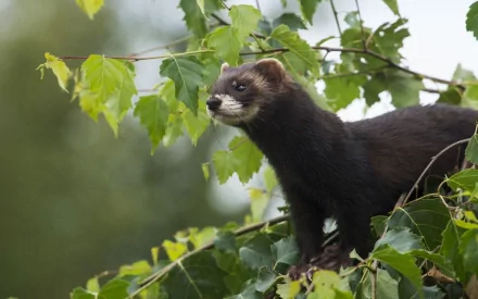 HD desktop wallpaper featuring a close-up of a dark-furred ferret perched among green leaves in a natural outdoor setting.