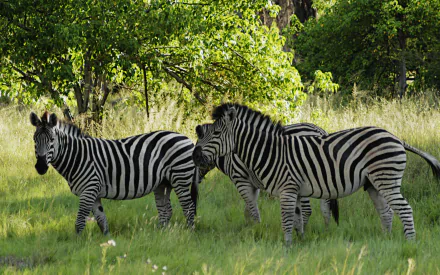 Three zebras with striking black and white stripes roam through lush green grass under a vibrant tree canopy, captured as a stunning HD desktop wallpaper.