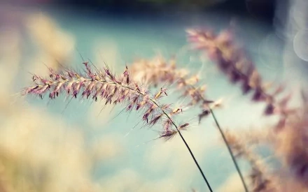 photography macro HD Desktop Wallpaper | Background Image