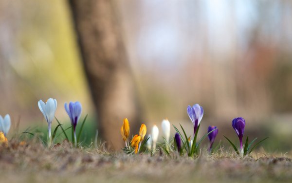 Nature Crocus Flowers Flower HD Wallpaper | Background Image