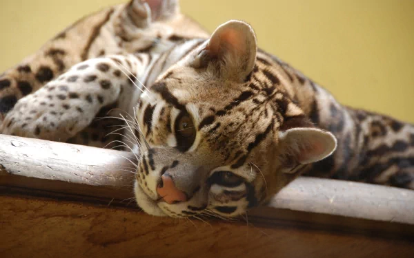 Animal ocelot HD Desktop Wallpaper | Background Image