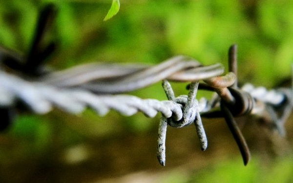 Man Made Barb Wire Nature Barbed Wire HD Wallpaper | Background Image