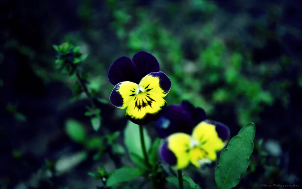 HD PC desktop wallpaper — close-up of yellow-and-deep-purple pansies against a soft-focus green nature background.