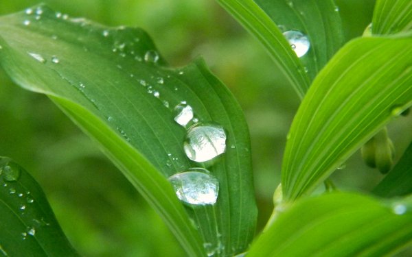 Earth Water Drop Raindrops Nature HD Wallpaper | Background Image