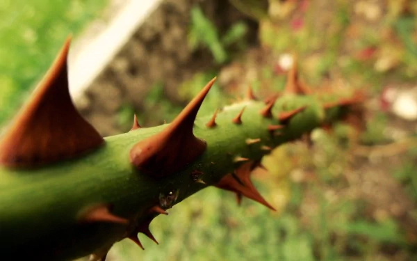  Sharp Rose