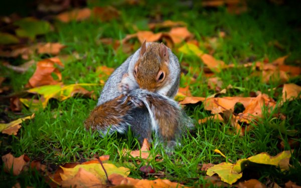 Animal Squirrel London England Cute Park Hyde Park Acorn Fall Nature HD Wallpaper | Background Image