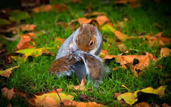  Hyde Park Squirrel 3