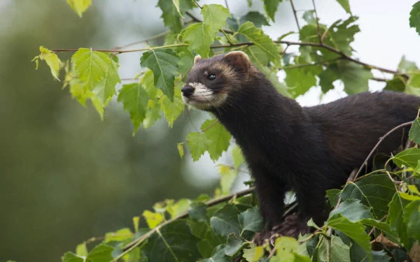 Animal ferret HD Desktop Wallpaper | Background Image