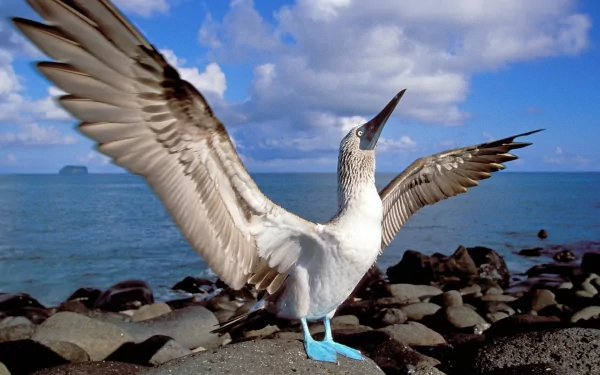 HD desktop wallpaper of a blue-footed booby bird spreading its wings on a rocky shore with the ocean and partly cloudy sky in the background.