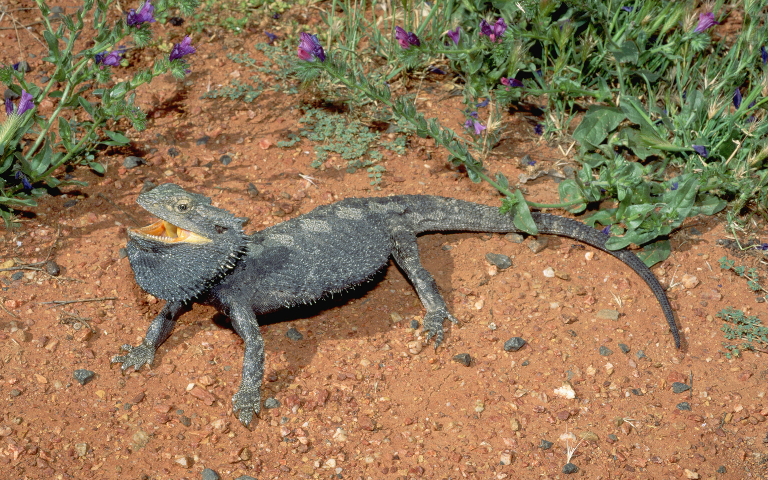 Bearded Dragon Full HD Wallpaper and Background Image | 2560x1600 | ID