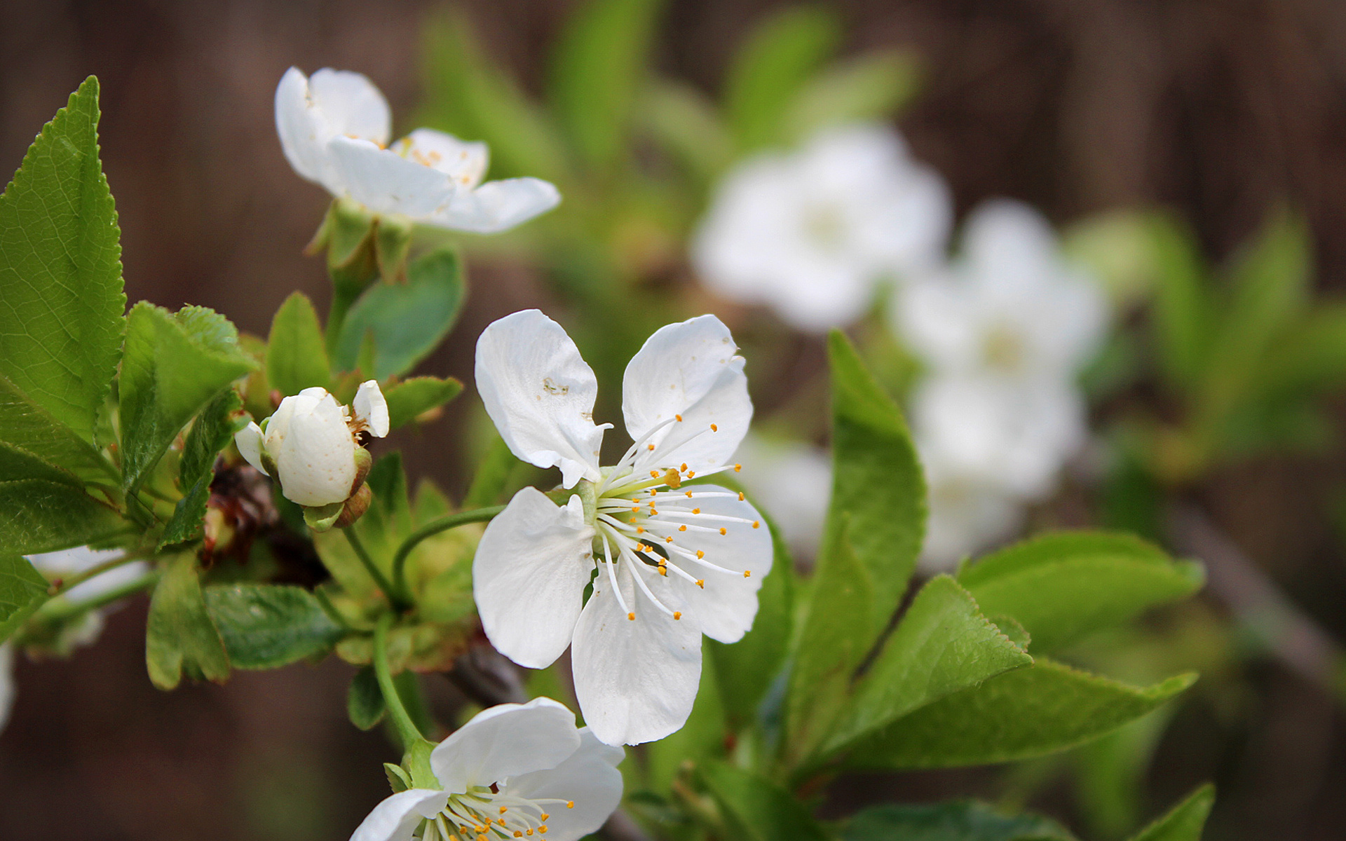 Nature Blossom HD Wallpaper