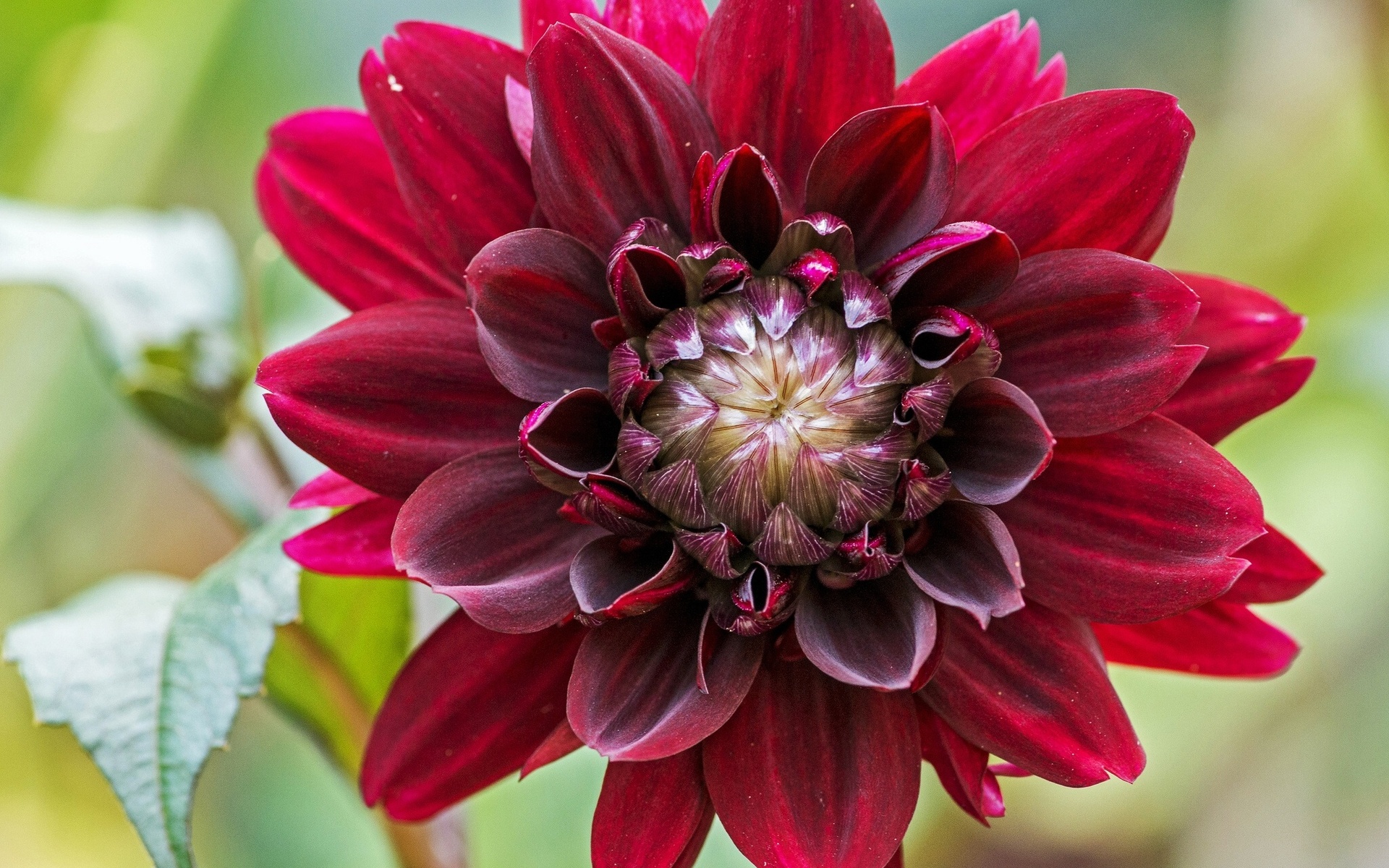 Vibrant Nature Bloom: Stunning HD Flower Wallpaper