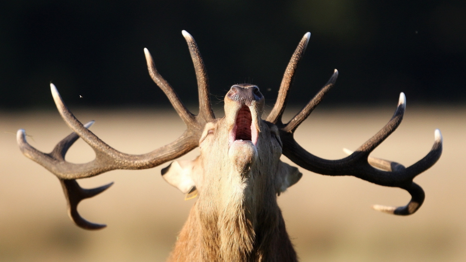 Download Animal Deer HD Wallpaper