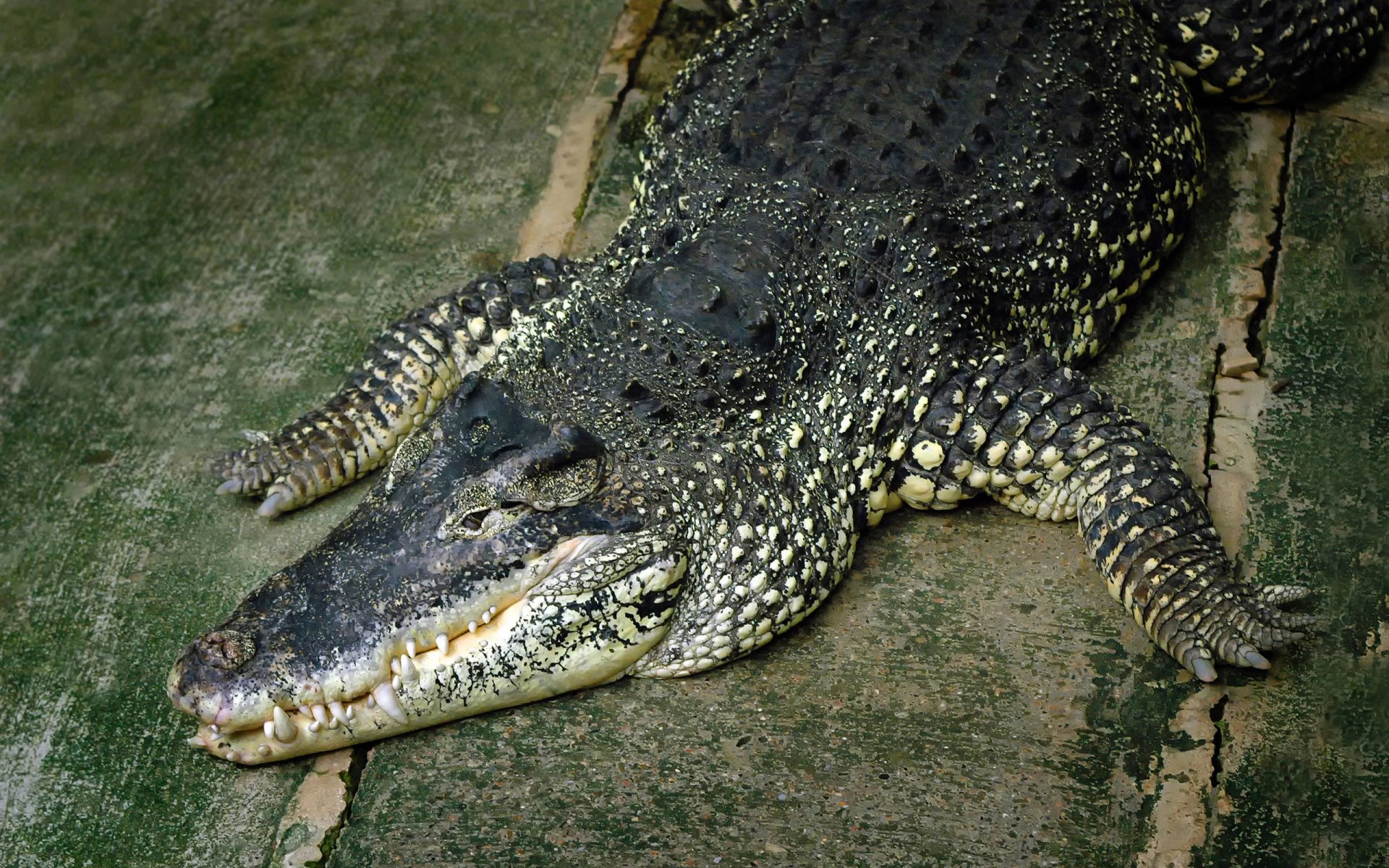 HD PC desktop wallpaper featuring a close-up of a crocodile resting on a textured surface, highlighting its detailed scales and natural coloration.
