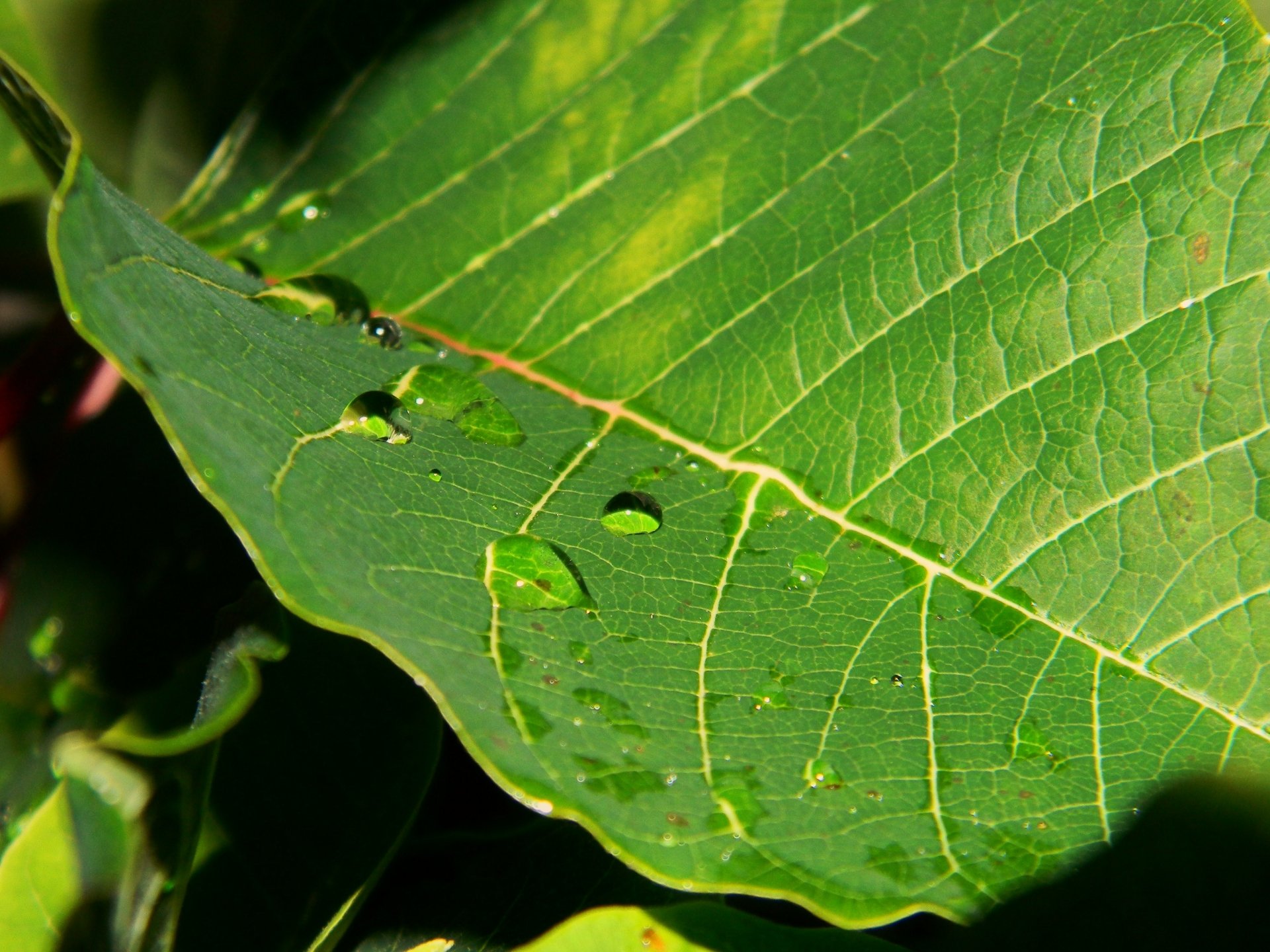 Download Raindrops Nature Leaf 4k Ultra HD Wallpaper