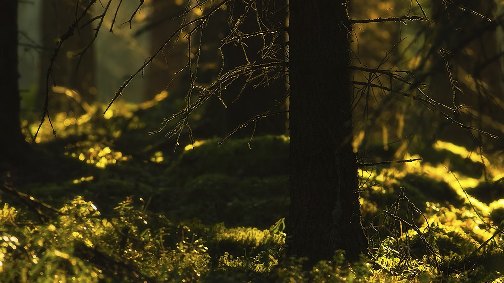 Download Nature Forest HD Wallpaper | 1920x1080 | Wallpaper Abyss