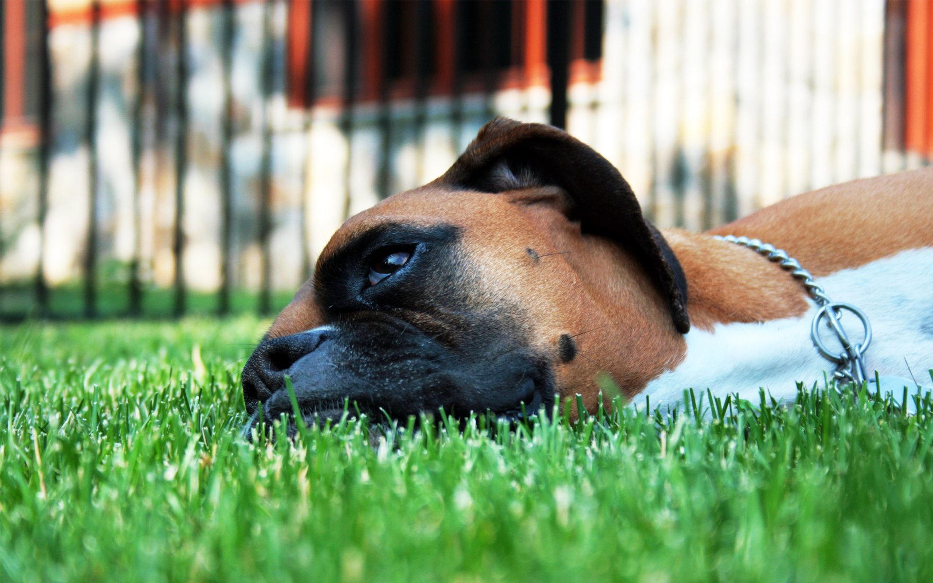 Boxer HD Wallpaper | Background Image | 1920x1200 | ID:427205