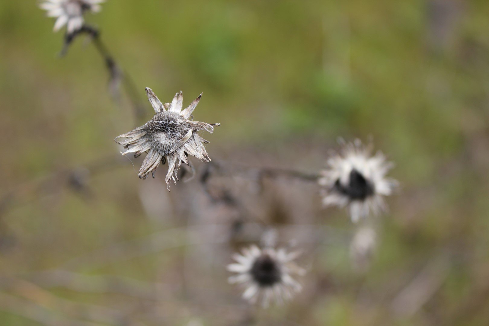 HD desktop wallpaper featuring close-up of a withered flower with a blurred natural background.